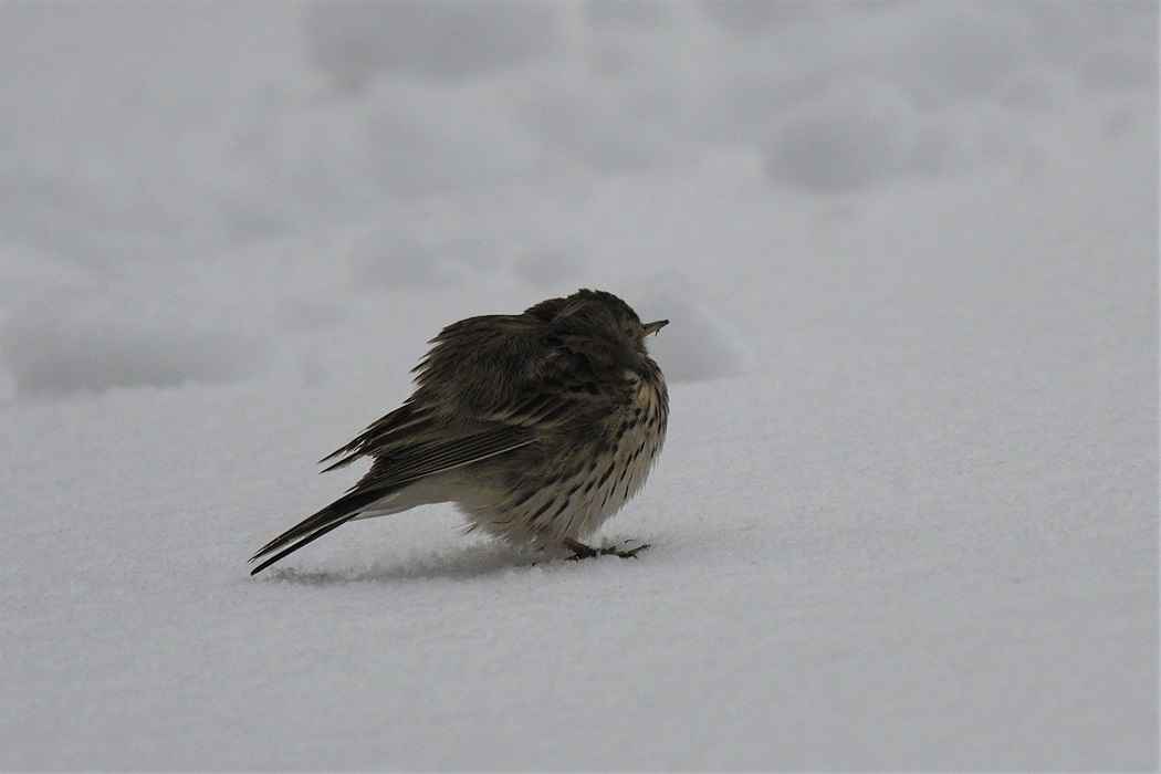 Meadow Pipit